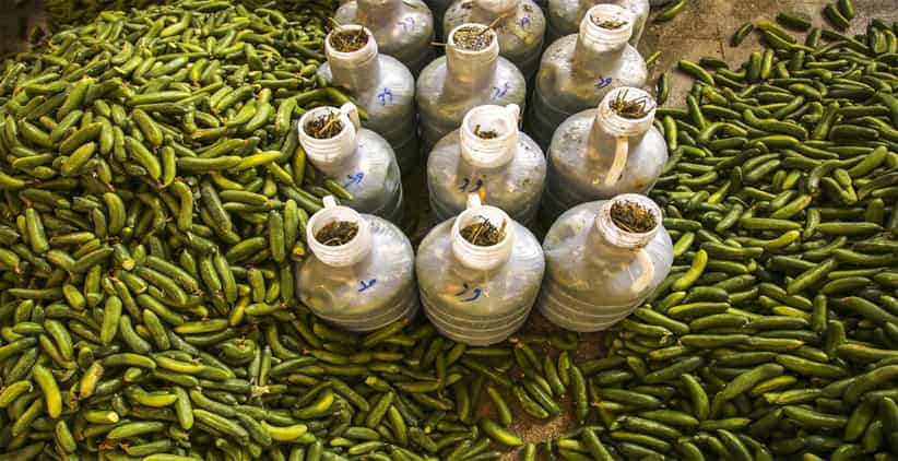 تصویر 5 از قیمت خیارشور طعم دار + خرید باور نکردنی
